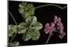 Pelargonium X Hederaefolium 'Genevieve' (Ivy-Leaf Geranium)-Paul Starosta-Mounted Photographic Print