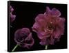 Pelargonium X Hederaefolium 'Rochefort' (Ivy-Leaf Geranium)-Paul Starosta-Framed Stretched Canvas