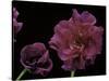 Pelargonium X Hederaefolium 'Rochefort' (Ivy-Leaf Geranium)-Paul Starosta-Stretched Canvas