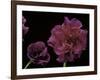 Pelargonium X Hederaefolium 'Rochefort' (Ivy-Leaf Geranium)-Paul Starosta-Framed Photographic Print