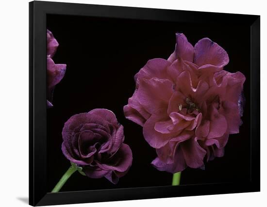 Pelargonium X Hederaefolium 'Rochefort' (Ivy-Leaf Geranium)-Paul Starosta-Framed Photographic Print