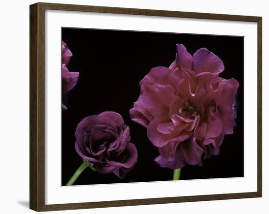 Pelargonium X Hederaefolium 'Rochefort' (Ivy-Leaf Geranium)-Paul Starosta-Framed Photographic Print