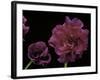 Pelargonium X Hederaefolium 'Rochefort' (Ivy-Leaf Geranium)-Paul Starosta-Framed Photographic Print