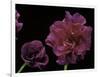 Pelargonium X Hederaefolium 'Rochefort' (Ivy-Leaf Geranium)-Paul Starosta-Framed Photographic Print