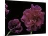 Pelargonium X Hederaefolium 'Rochefort' (Ivy-Leaf Geranium)-Paul Starosta-Mounted Photographic Print