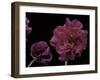 Pelargonium X Hederaefolium 'Rochefort' (Ivy-Leaf Geranium)-Paul Starosta-Framed Photographic Print