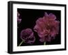 Pelargonium X Hederaefolium 'Rochefort' (Ivy-Leaf Geranium)-Paul Starosta-Framed Photographic Print