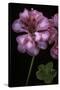 Pelargonium X Hederaefolium 'Rosy O'day' (Ivy-Leaf Geranium)-Paul Starosta-Stretched Canvas