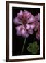 Pelargonium X Hederaefolium 'Rosy O'day' (Ivy-Leaf Geranium)-Paul Starosta-Framed Premium Photographic Print