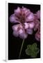 Pelargonium X Hederaefolium 'Rosy O'day' (Ivy-Leaf Geranium)-Paul Starosta-Framed Premium Photographic Print