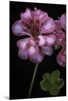 Pelargonium X Hederaefolium 'Rosy O'day' (Ivy-Leaf Geranium)-Paul Starosta-Mounted Premium Photographic Print