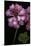 Pelargonium X Hederaefolium 'Rosy O'day' (Ivy-Leaf Geranium)-Paul Starosta-Mounted Premium Photographic Print