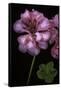 Pelargonium X Hederaefolium 'Rosy O'day' (Ivy-Leaf Geranium)-Paul Starosta-Framed Stretched Canvas