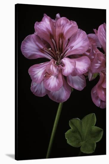 Pelargonium X Hederaefolium 'Rosy O'day' (Ivy-Leaf Geranium)-Paul Starosta-Stretched Canvas