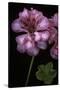 Pelargonium X Hederaefolium 'Rosy O'day' (Ivy-Leaf Geranium)-Paul Starosta-Stretched Canvas