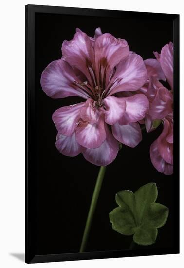 Pelargonium X Hederaefolium 'Rosy O'day' (Ivy-Leaf Geranium)-Paul Starosta-Framed Photographic Print