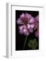 Pelargonium X Hederaefolium 'Rosy O'day' (Ivy-Leaf Geranium)-Paul Starosta-Framed Photographic Print