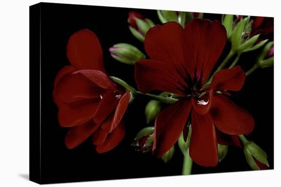 Pelargonium X Hederaefolium 'Solo' (Ivy-Leaf Geranium)-Paul Starosta-Stretched Canvas