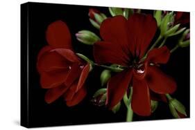 Pelargonium X Hederaefolium 'Solo' (Ivy-Leaf Geranium)-Paul Starosta-Stretched Canvas