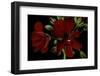 Pelargonium X Hederaefolium 'Solo' (Ivy-Leaf Geranium)-Paul Starosta-Framed Photographic Print