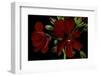 Pelargonium X Hederaefolium 'Solo' (Ivy-Leaf Geranium)-Paul Starosta-Framed Photographic Print