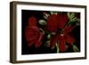 Pelargonium X Hederaefolium 'Solo' (Ivy-Leaf Geranium)-Paul Starosta-Framed Photographic Print