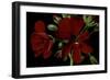 Pelargonium X Hederaefolium 'Solo' (Ivy-Leaf Geranium)-Paul Starosta-Framed Photographic Print