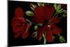 Pelargonium X Hederaefolium 'Solo' (Ivy-Leaf Geranium)-Paul Starosta-Mounted Photographic Print