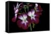 Pelargonium X Hortorum 'Admiration' (Common Geranium, Garden Geranium, Zonal Geranium)-Paul Starosta-Framed Stretched Canvas