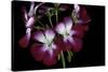 Pelargonium X Hortorum 'Admiration' (Common Geranium, Garden Geranium, Zonal Geranium)-Paul Starosta-Stretched Canvas