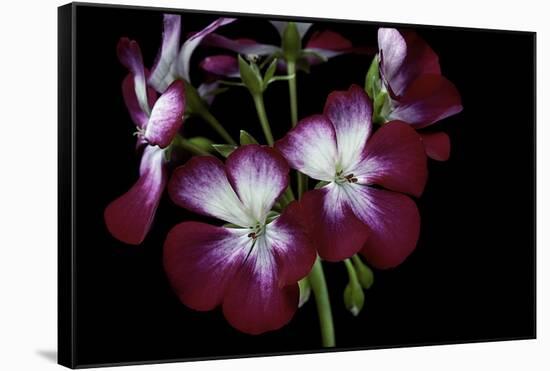 Pelargonium X Hortorum 'Admiration' (Common Geranium, Garden Geranium, Zonal Geranium)-Paul Starosta-Framed Stretched Canvas