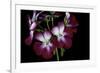 Pelargonium X Hortorum 'Admiration' (Common Geranium, Garden Geranium, Zonal Geranium)-Paul Starosta-Framed Photographic Print