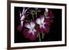 Pelargonium X Hortorum 'Admiration' (Common Geranium, Garden Geranium, Zonal Geranium)-Paul Starosta-Framed Photographic Print