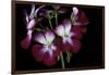 Pelargonium X Hortorum 'Admiration' (Common Geranium, Garden Geranium, Zonal Geranium)-Paul Starosta-Framed Photographic Print