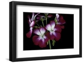 Pelargonium X Hortorum 'Admiration' (Common Geranium, Garden Geranium, Zonal Geranium)-Paul Starosta-Framed Photographic Print