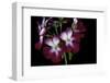 Pelargonium X Hortorum 'Admiration' (Common Geranium, Garden Geranium, Zonal Geranium)-Paul Starosta-Framed Photographic Print