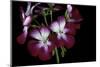 Pelargonium X Hortorum 'Admiration' (Common Geranium, Garden Geranium, Zonal Geranium)-Paul Starosta-Mounted Photographic Print