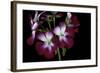 Pelargonium X Hortorum 'Admiration' (Common Geranium, Garden Geranium, Zonal Geranium)-Paul Starosta-Framed Photographic Print