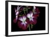 Pelargonium X Hortorum 'Admiration' (Common Geranium, Garden Geranium, Zonal Geranium)-Paul Starosta-Framed Photographic Print