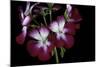 Pelargonium X Hortorum 'Admiration' (Common Geranium, Garden Geranium, Zonal Geranium)-Paul Starosta-Mounted Photographic Print