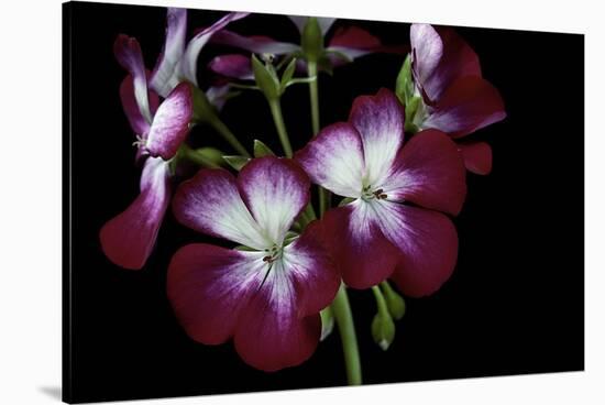 Pelargonium X Hortorum 'Admiration' (Common Geranium, Garden Geranium, Zonal Geranium)-Paul Starosta-Stretched Canvas