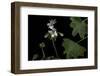 Pelargonium X Hortorum 'Artic-Star' (Common Geranium, Garden Geranium, Zonal Geranium)-Paul Starosta-Framed Photographic Print