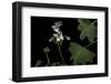 Pelargonium X Hortorum 'Artic-Star' (Common Geranium, Garden Geranium, Zonal Geranium)-Paul Starosta-Framed Photographic Print