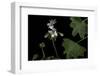 Pelargonium X Hortorum 'Artic-Star' (Common Geranium, Garden Geranium, Zonal Geranium)-Paul Starosta-Framed Photographic Print