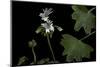 Pelargonium X Hortorum 'Artic-Star' (Common Geranium, Garden Geranium, Zonal Geranium)-Paul Starosta-Mounted Photographic Print