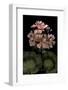 Pelargonium X Hortorum 'Bath Beauty' (Common Geranium, Garden Geranium, Zonal Geranium)-Paul Starosta-Framed Photographic Print