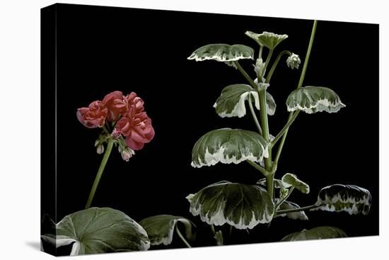 Pelargonium X Hortorum 'Benjamin Franklin' (Common Geranium, Garden Geranium, Zonal Geranium)-Paul Starosta-Stretched Canvas