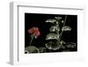 Pelargonium X Hortorum 'Benjamin Franklin' (Common Geranium, Garden Geranium, Zonal Geranium)-Paul Starosta-Framed Photographic Print