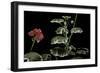 Pelargonium X Hortorum 'Benjamin Franklin' (Common Geranium, Garden Geranium, Zonal Geranium)-Paul Starosta-Framed Photographic Print