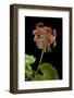 Pelargonium X Hortorum 'Bildeston' (Common Geranium, Garden Geranium, Zonal Geranium)-Paul Starosta-Framed Photographic Print